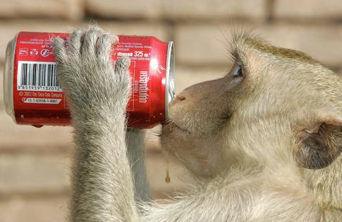 A monkey swipes a soda in Thailand. Saeed Khan/AFP via Getty Images