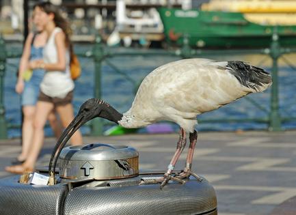 An ibis picks through a trash bin in Sydney.
              Greg Wood/AFP via Getty Images