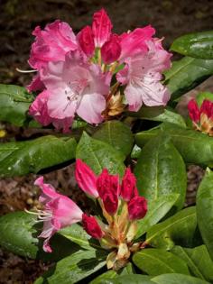 Dave Hyde/South Florida Sun Sentinel/TNS