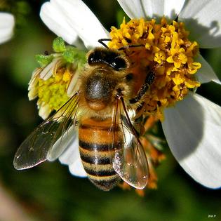 A honey bee collects pollen from a flower.
              Bob Peterson/Flickr, CC BY