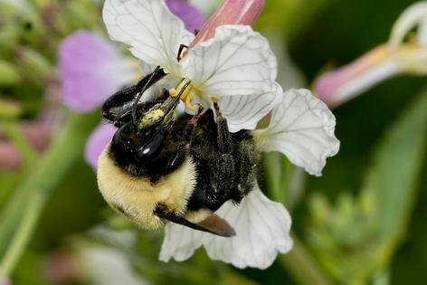Bumble bees transport pollen on their legs as they move from flower to flower, bringing some of it home while pollinating plants in the process.
              Andony Melathopoulos