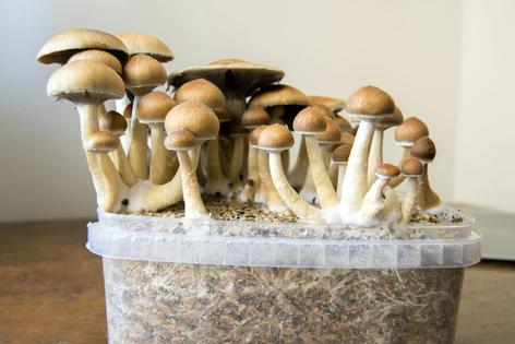 Psychedelic mushrooms have been decriminalized in only a handful of states, but many people already grow them at home.
              OllyPlu/iStock via Getty Images