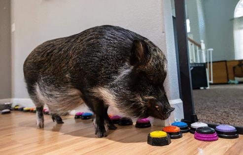 PAUL KITAGAKI JR./The Sacramento Bee/TNS