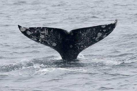 Gray whales have unique markings, making it possible to track each one in the bay. Jane Tyska/Digital First Media/East Bay Times via Getty Images