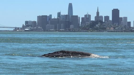A gray whale known as Ladybug swims in San Francisco Bay. The whale was later found dead there.
              Josephine Slaathaug © The Marine Mammal Center