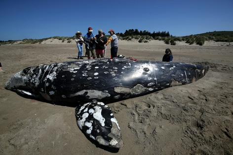 Scientists with the Marine Mammal Center talk with beachgoers about a dead juvenile gray whale that washed up on the shore north of San Francisco.
Justin Sullivan/Getty Images