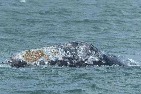 Whales have unique markings, including some scars. This whale, known as Denali, was spotted lifting its rostrum above the water near San Francisco’s Crissy Field. It later died after being struck by a vessel.
Darrin Allen © The Marine Mammal Center