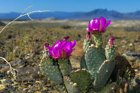 L.E. Baskow/Las Vegas Review-Journal/TNS