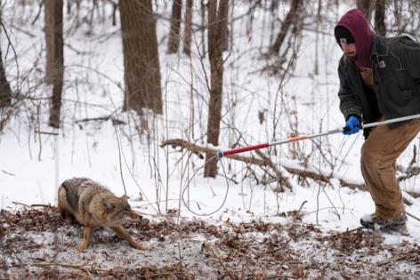 Anthony Soufflé/Minnesota Star Tribune/TNS