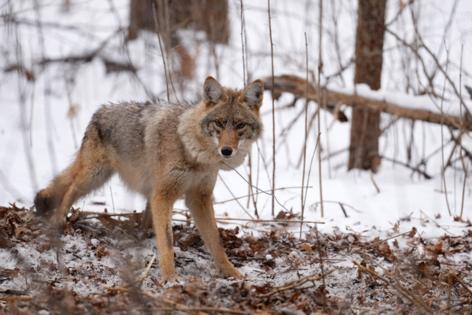 Anthony Soufflé/Minnesota Star Tribune/TNS