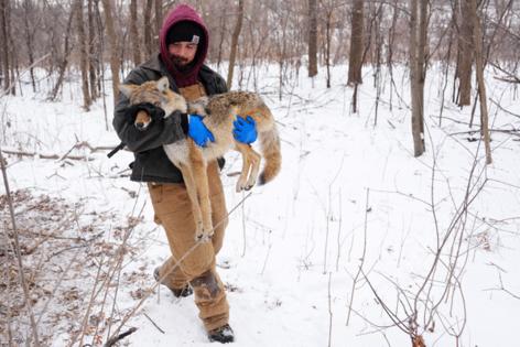 Anthony Soufflé/Minnesota Star Tribune/TNS