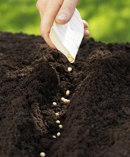 Man planting seeds. Dreamstime/TCA