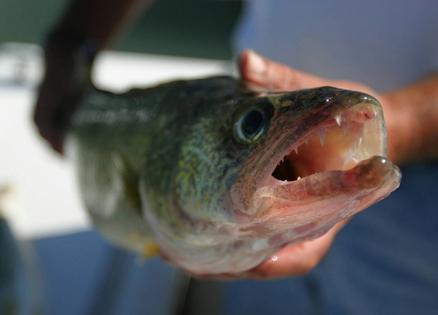 Walleyes are among the fish species that seem to thrive in browner waters.
              AP Photo/Daniel Miller
