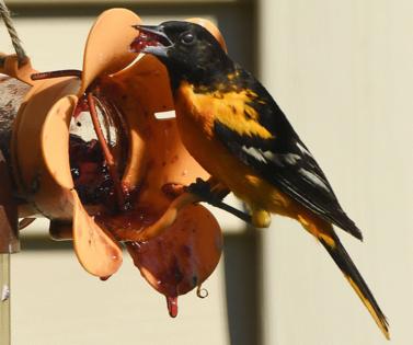 Mark Hertzberg/ZUMA Press Wire/TNS