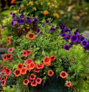 Norman Winter/Norman Winter/TNS