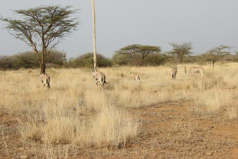 A small group of oryx forage in the open savanna of Awash National Park in Ethiopia, with scattered acacia trees and dry grasses illustrating the park’s semi-arid environment.
              Zelalem Bedaso