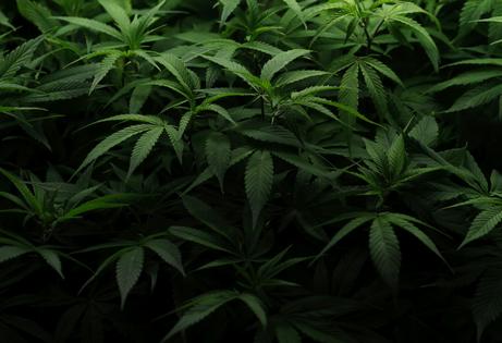 Cannabis plants are seen at Harborside Oakland Dispensary on Aug. 11, 2025, in Oakland, Calif. Justin Sullivan/Getty Images