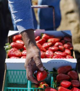 Gina Ferazzi/Los Angeles Times/TNS