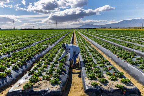 Gina Ferazzi/Los Angeles Times/TNS