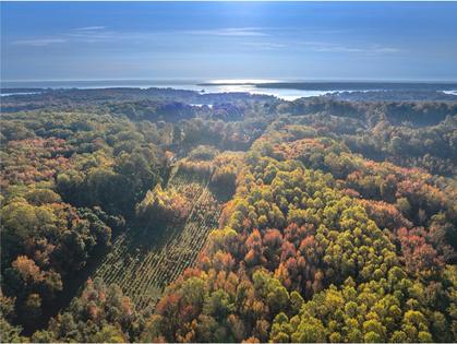 A long-running experiment is testing tree mixes to develop the healthiest forests. Mickey Pullen/Smithsonian Environmental Research Center