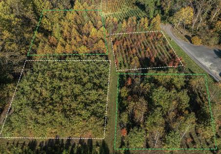A drone image shows some of the BiodiversiTREE plots, including monocultures, outlined in white, and mixture plantings, outlined in green.
              Mickey Pullen/Smithsonian Environmental Research Center