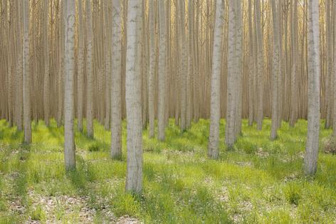 A grove of commercially grown poplar trees, planted in lines with not much active beneath them.
              Mint Images via Getty Images