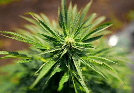 Brian Peterson/The Minnesota Star Tribune/TNS