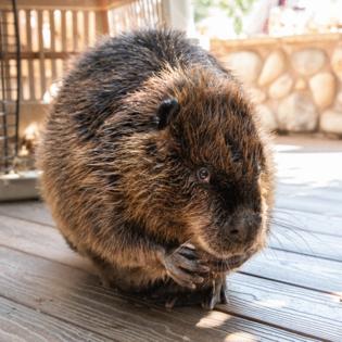 Cheyenne Mountain Zoo/TNS/TNS