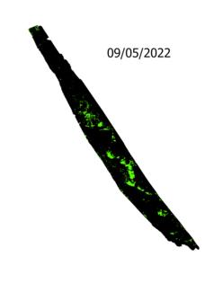 This time-lapse of satellite images shows the three phases of seagrass coverage the authors observed in Mosquito Lagoon between September 2022 and January 2024.
              Stephanie Insalaco-Wyner