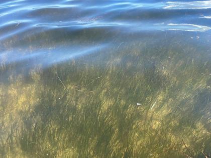 The surprising comeback of seagrass in Mosquito Lagoon bodes well for local wildlife and for the people whose livelihood depends on it.
              Hannah Herrero