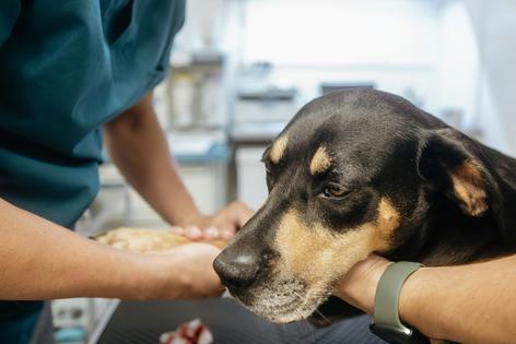 Is Fido feeling better, or is the placebo effect working on you?
              Chalabala/iStock via Getty Images Plus