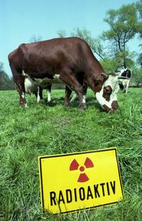 After the Chernobyl disaster, farmers in Germany were warned to keep livestock out of contaminated fields. Not all did so.
              AP Photo/Frank Rumpenhorst