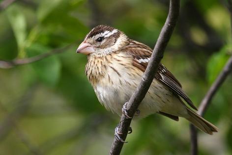 The female rose-breasted grosbeak will sing to defend its home territory.
              Cephas/Wikimedia Commons, CC BY-SA