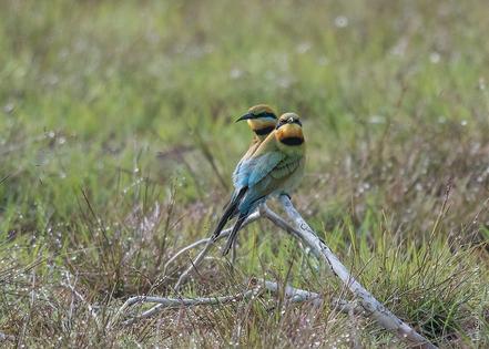 Rainbow bee-eaters, found in Australia, cooperate on family tasks. They typically form pairs for the breeding season and possibly longer.
              Paul Balfe/Wikimedia Commons, CC BY
