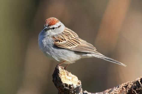 Tenacious chipping sparrows spotted the audio speaker used in the experiment and tried to attack it.
              Mdf/Wikimedia Commons, CC BY-SA