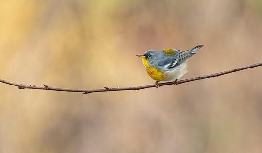 Don't mess with my territory. Male northern parulas sing and get physically aggressive when intruders invade their space. Pranav Gokhale