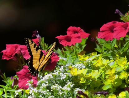 Handout/Norman Winter/TNS