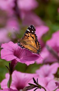 Handout/Norman Winter/TNS