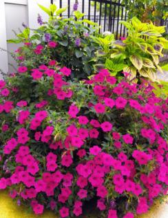 Handout/Norman Winter/TNS