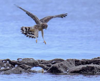 Karl Merton Ferron/Baltimore Sun/TNS