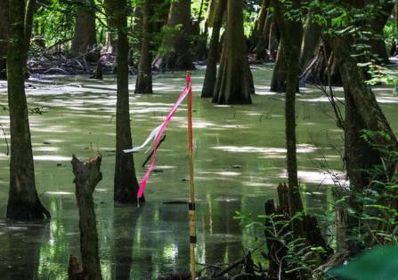 Tim Dominick/The State/TNS