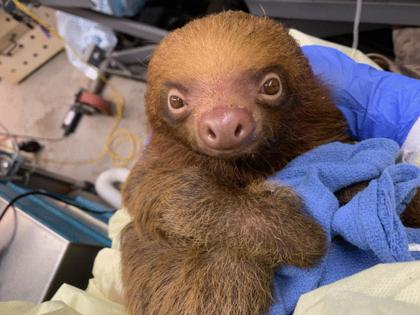 Courtesy Central Florida Zoo/TNS/TNS