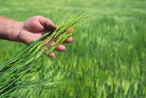 Lorraine Swanson/Dreamstime/TNS