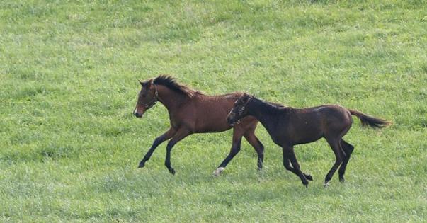 Charles Bertram/Lexington Herald-Leader/TNS
