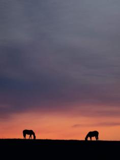 Ryan C. Hermens/Lexington Herald-Leader/TNS