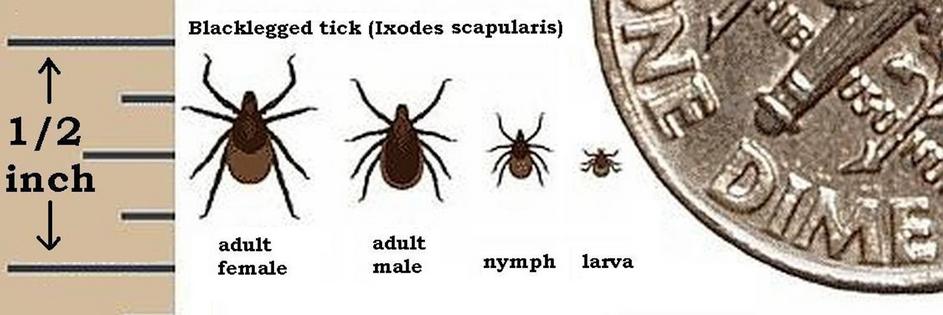 In the larval stage, deer ticks can be tiny – and difficult to spot on your body.
              Centers for Disease Control and Prevention