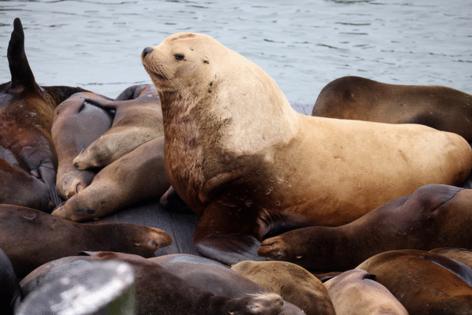 Aric Crabb/Bay Area News Group/TNS