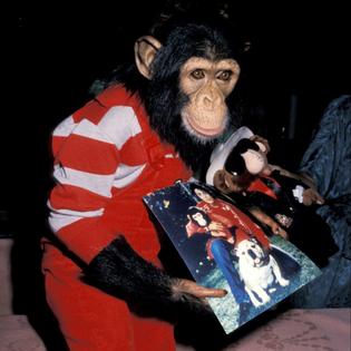 Bang Showbiz / Michael Jackson's pet chimpanzee Bubbles is said to have been kicked out of Neverland for performing a solo sex act in front of 'busloads' of child visitors to the singer's infamous ranch