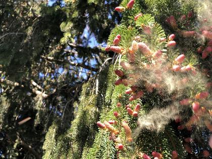 Pine cones release pollen on a windy April day in Fairfax County, Va.
              Famartin/Flickr, CC BY-SA