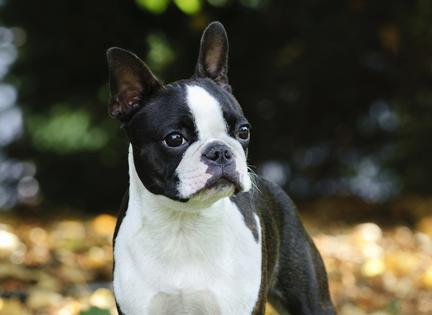 Dogs from breeding situations don’t always learn typical household routines, even if they are described as “house-trained,” Cathy M. Rosenthal. (Dreamstime/TNS)